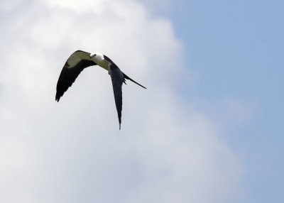 swallow-tailed_kites