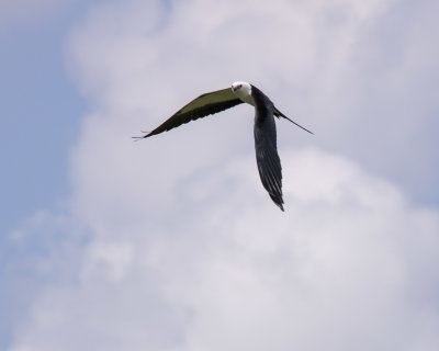 2N9A0379 Swallow-tailed Kite 8x10.jpg