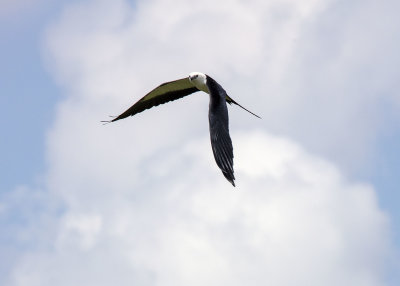 2N9A0379 Swallow-tailed Kite.jpg