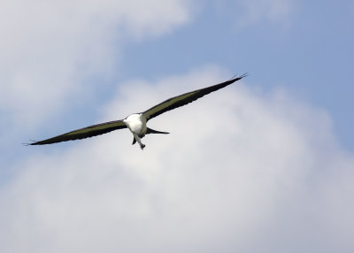 2N9A0380 Swallow-tailed Kite eating on the fly.jpg