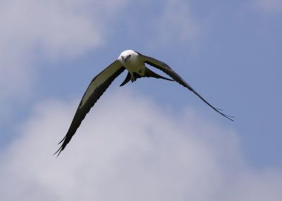 2N9A0381 Swallow-tailed Kite.jpg