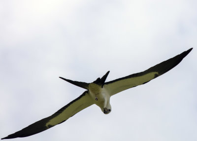 2N9A0385 Swallow-tailed Kite.jpg