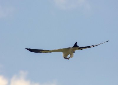 2N9A0387 Swallow-tailed Kite.jpg