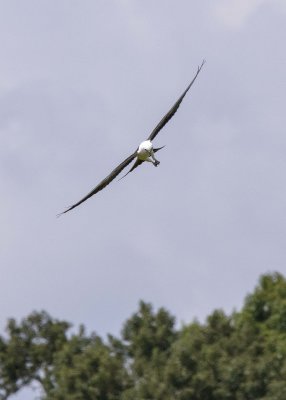 2N9A0394 Swallow-tailed Kite.jpg