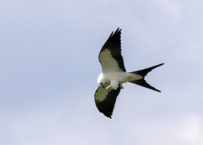 2N9A0397 Swallow-tailed Kite.jpg