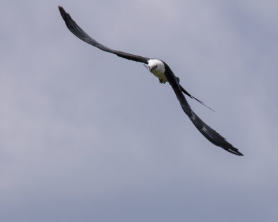 2N9A0414 Swallow-tailed Kite 8x10.jpg