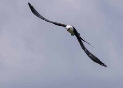 2N9A0414 Swallow-tailed Kite.jpg