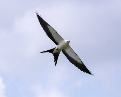 2N9A0415 Swallow-tailed Kite 8x10.jpg