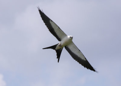 2N9A0415 Swallow-tailed Kite.jpg