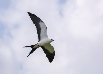 2N9A0417 Swallow-tailed Kite.jpg