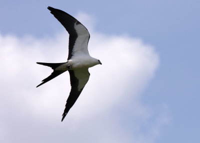 2N9A0418 Swallow-tailed Kite.jpg