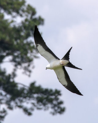 2N9A0431 Swallow-tailed Kite 8x10.jpg