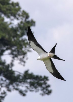 2N9A0431 Swallow-tailed Kite.jpg