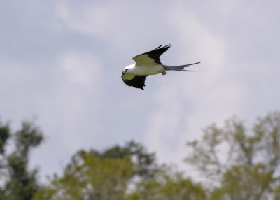 2N9A0438 Swallow-tailed Kite.jpg