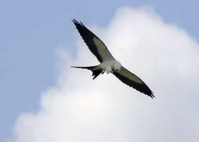 2N9A0442 Swallow-tailed Kite.jpg