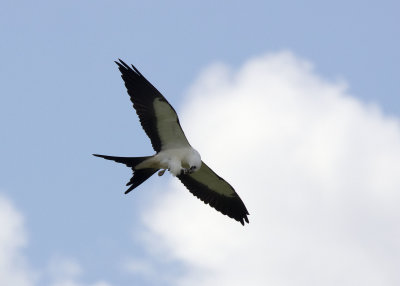 2N9A0443 Swallow-tailed Kite.jpg