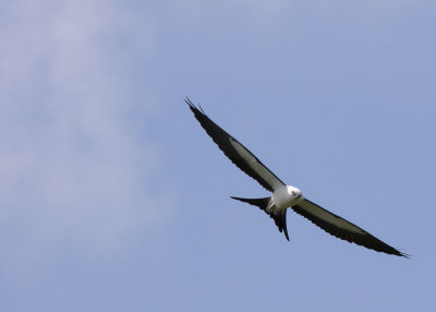 2N9A0447 Swallow-tailed Kite.jpg