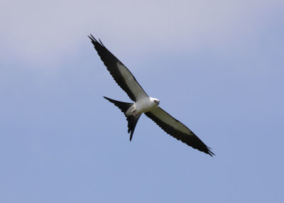 2N9A0448 Swallow-tailed Kite.jpg