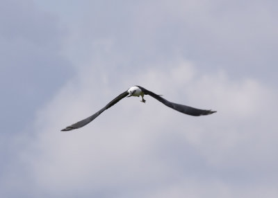 2N9A0451 Swallow-tailed Kite.jpg