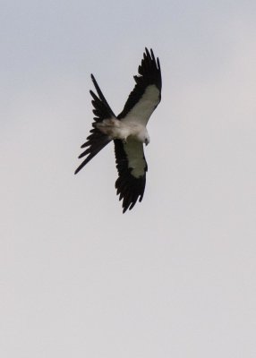 2N9A0522 Swallow-tailed Kite.jpg