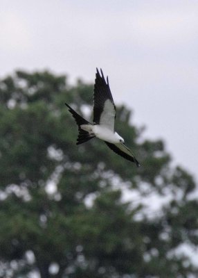 2N9A0530 Swallow-tailed Kite.jpg
