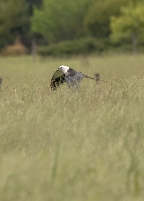 2N9A0535 Swallow-tailed Kite.jpg