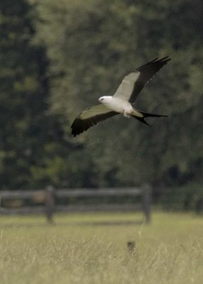 2N9A0544 Swallow-tailed Kite.jpg