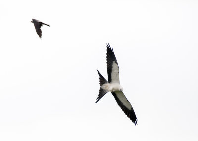 2N9A0550 Swallow-tailed Kite.jpg