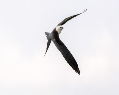 2N9A0553 Swallow-tailed Kite 8x10.jpg