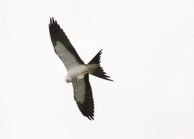 2N9A0556 Swallow-tailed Kite.jpg