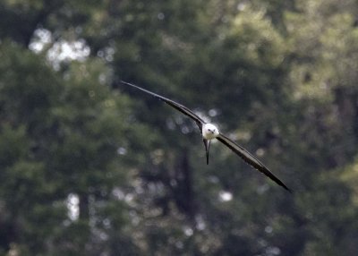 2N9A0574 Swallow-tailed Kite.jpg