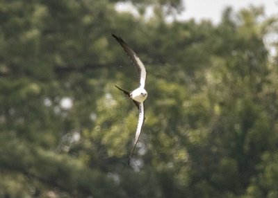2N9A0583 Swallow-tailed Kite.jpg