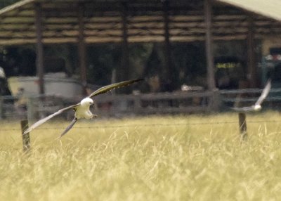 2N9A0588 Swallow-tailed Kite.jpg