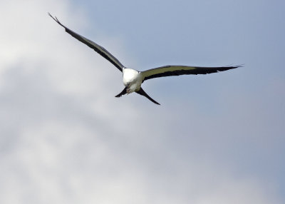 2N9A0596 Swallow-tailed Kite.jpg