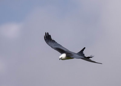 2N9A0606 Swallow-tailed Kite.jpg