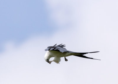 2N9A0615 Swallow-tailed Kite.jpg