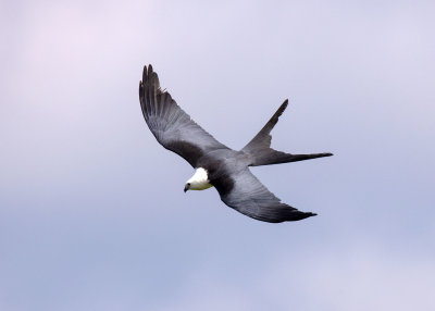 2N9A0657 Swallow-tailed Kite.jpg
