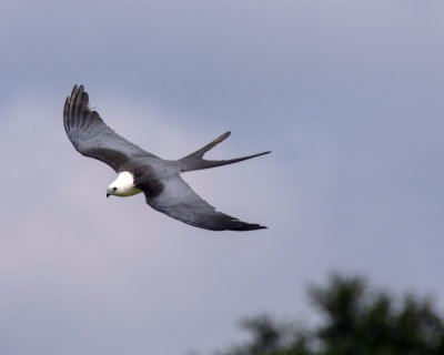 2N9A0658 Swallow-tailed Kite 8x10.jpg