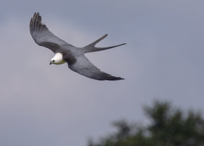 2N9A0658 Swallow-tailed Kite.jpg