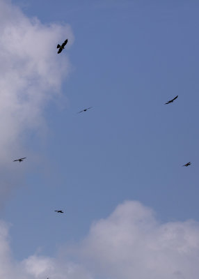 2N9A0663 Kites.jpg