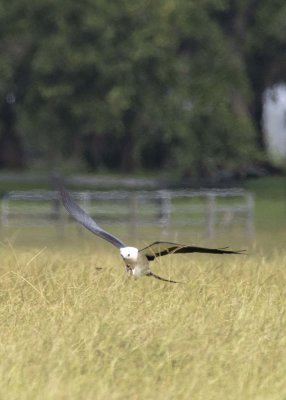 2N9A0692 Swallow-tailed Kite.jpg