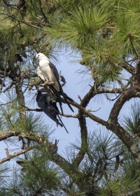 2N9A0728 Swallow-tailed Kite.jpg