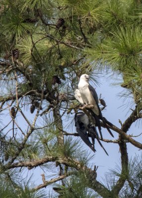 2N9A0730 Swallow-tailed Kite.jpg