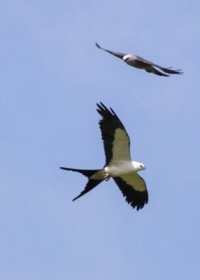 2N9A0734 Kites.jpg