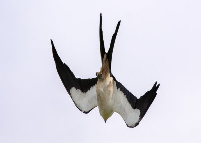 2N9A0752 Swallow-tailed Kite.jpg