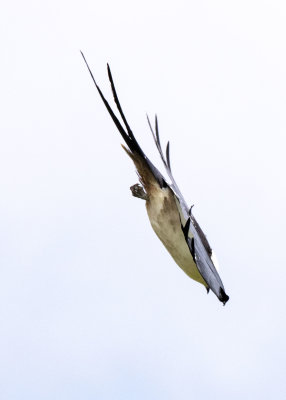 2N9A0753 Swallow-tailed Kite.jpg