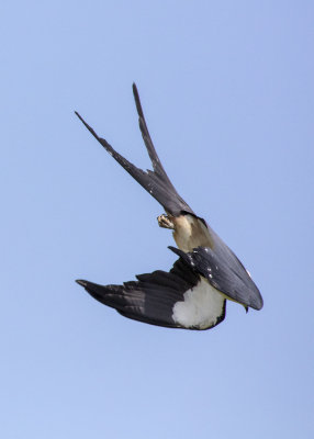 2N9A0754 Swallow-tailed Kite.jpg
