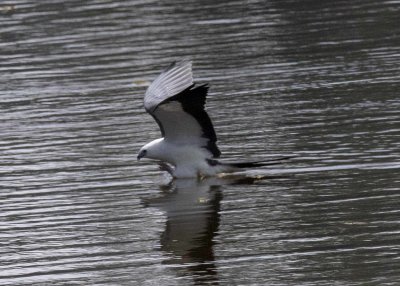 2N9A0765 Swallow-tailed Kite.jpg