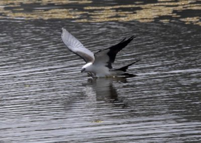 2N9A0779 Swallow-tailed Kite.jpg