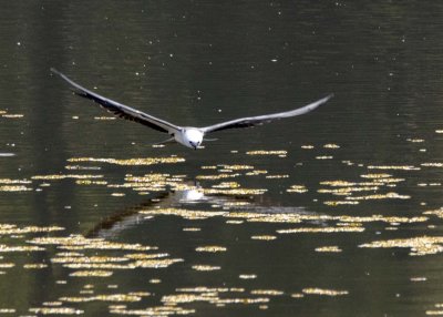 2N9A0795 Swallow-tailed Kite.jpg